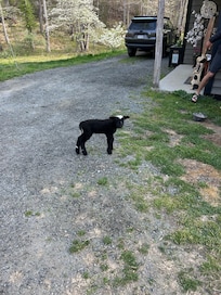 Jellybean the 1-week old lamb!