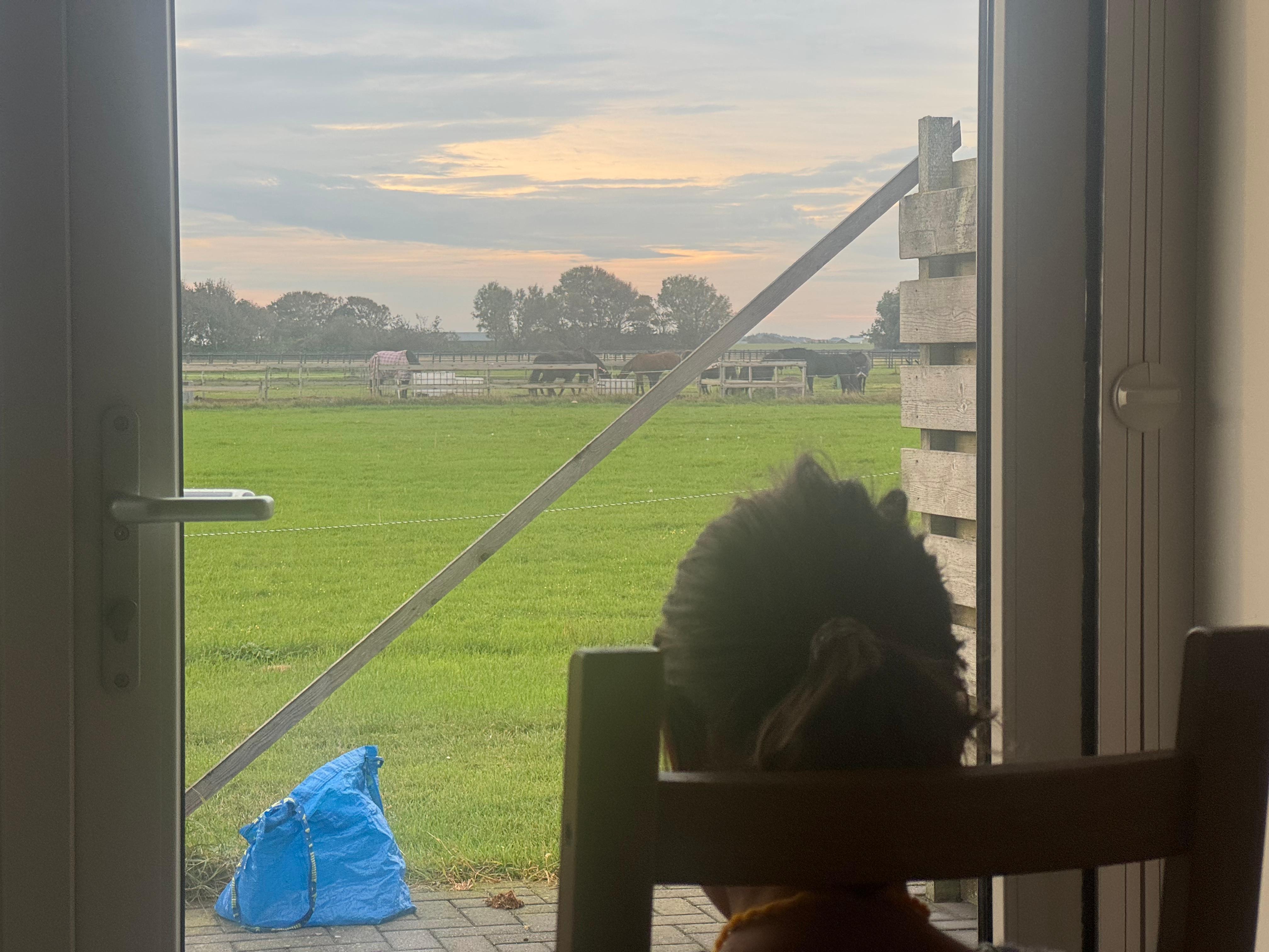 Blick aus den großzügigen Wohnzimmerfenstern auf die Pferdekoppel.