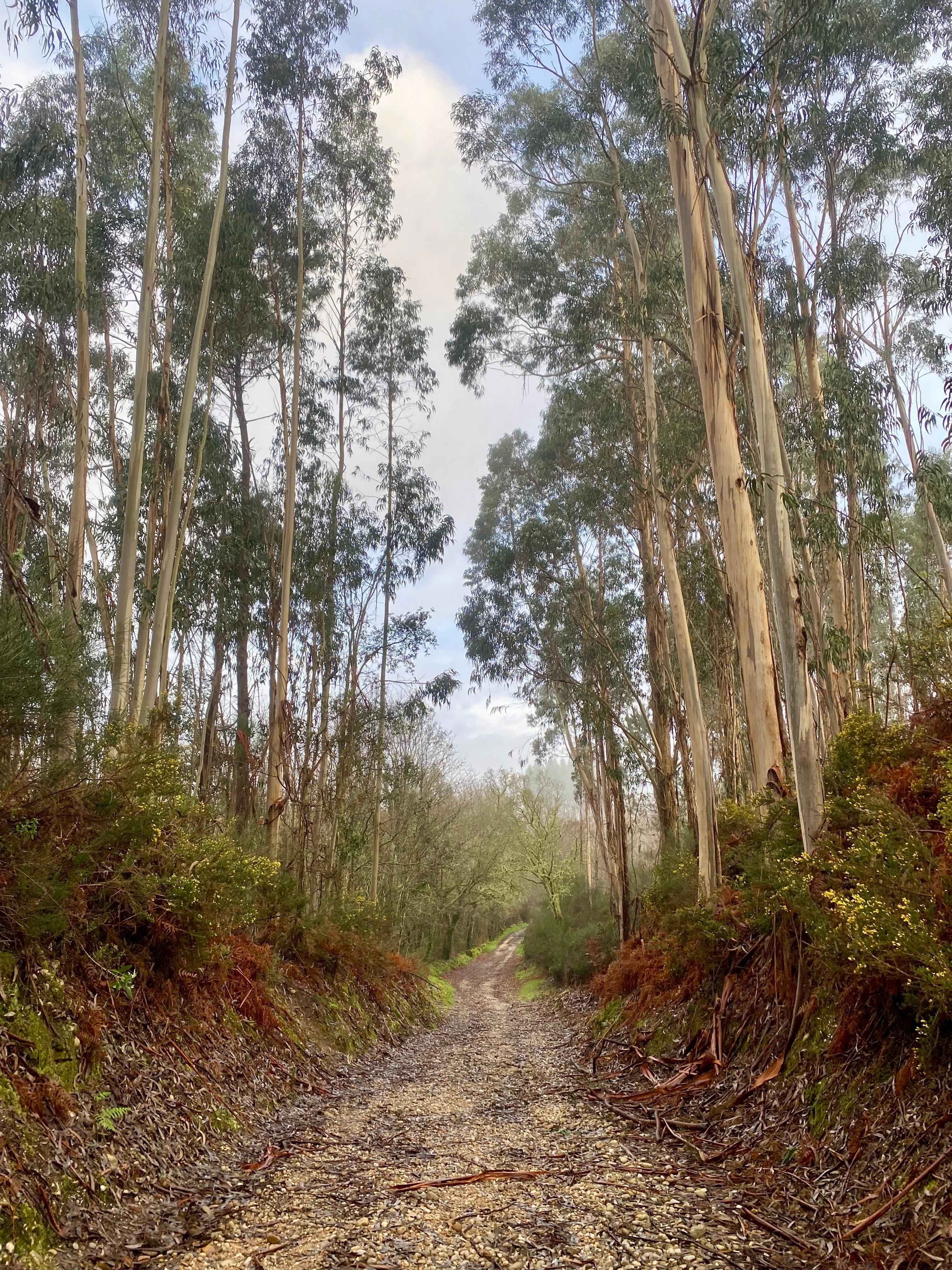 Leaving the property towards the camino.