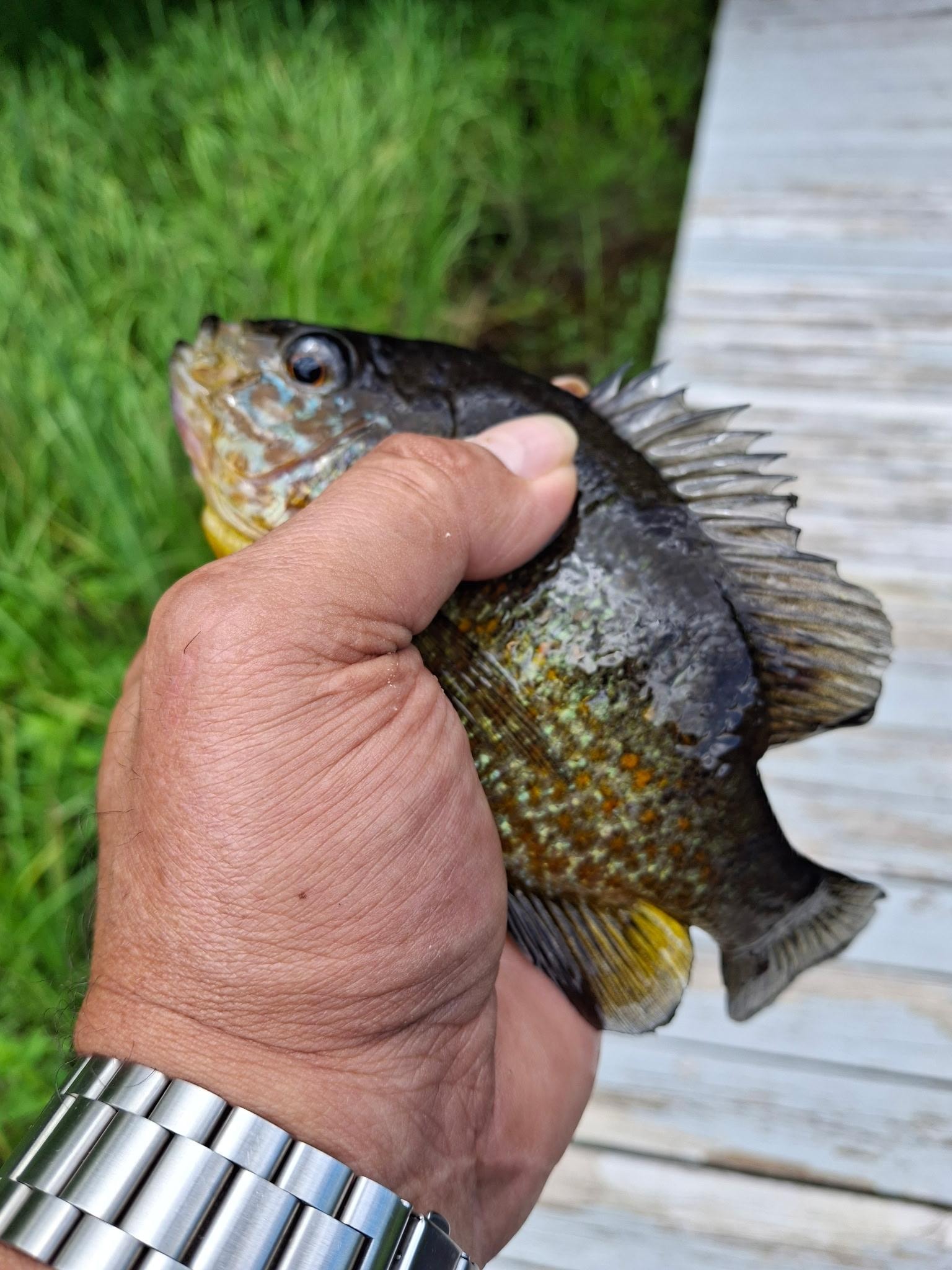 A redbreast sunfish caught by my husband 