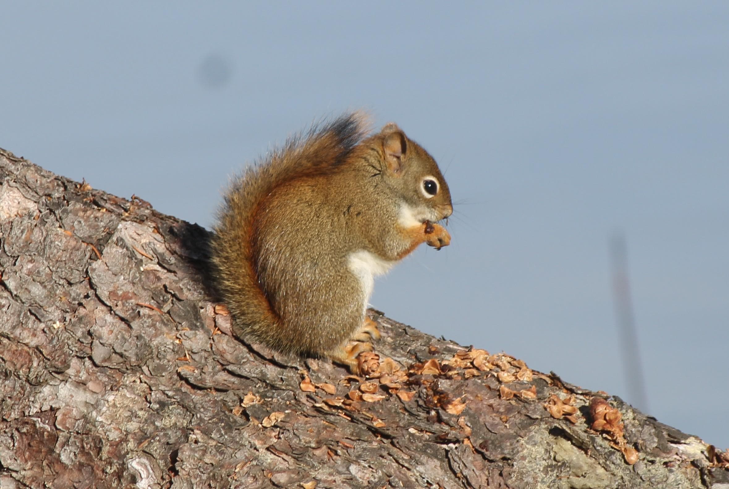 Red squirrel.