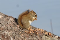 Red squirrel.
