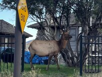Lots of elk sightings in nearby town of Gardiner.
