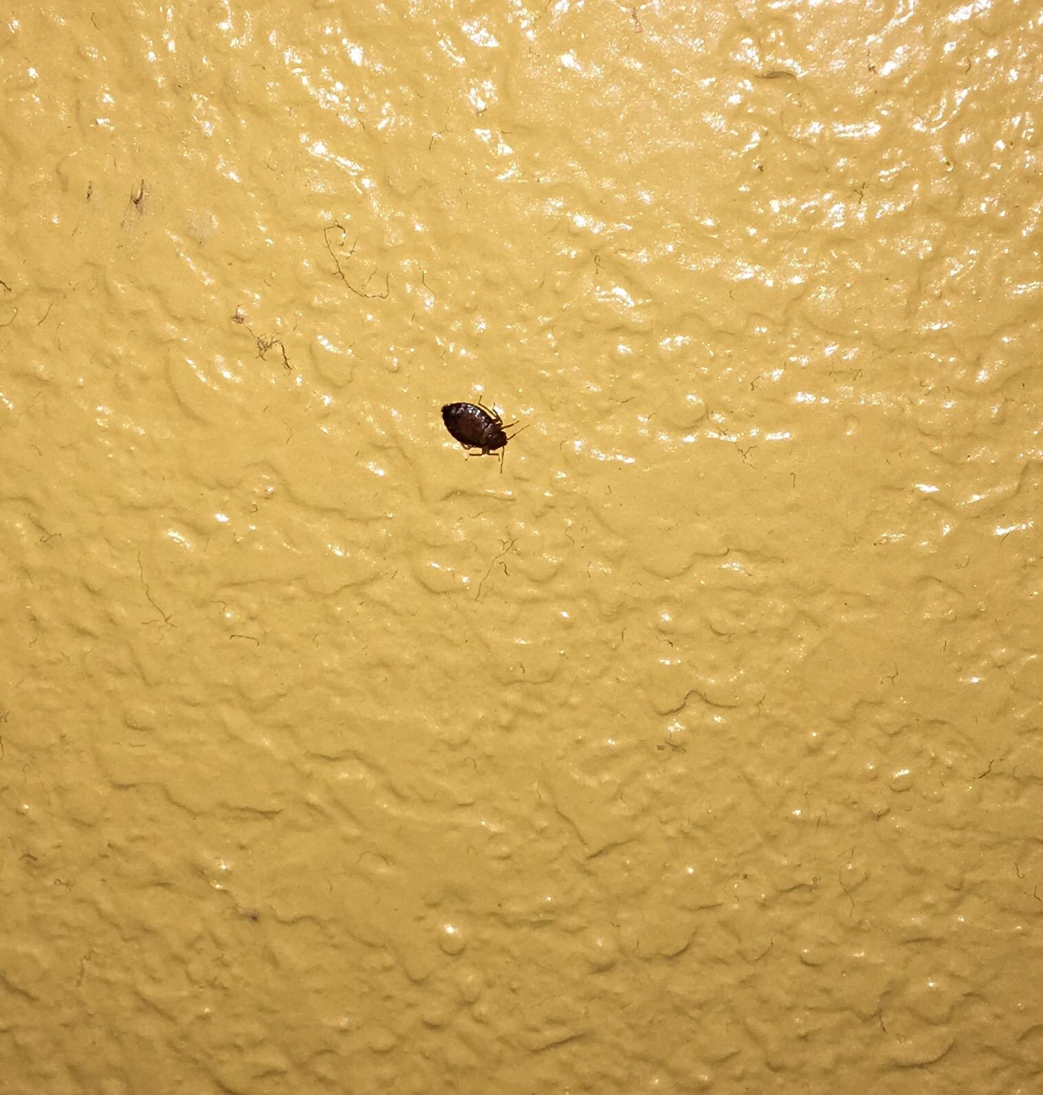 Bedbugs! Don't stay here!!