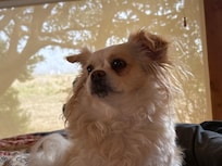 Guido in front of the bedroom window.