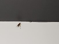 My buddy the roach that crawled around the walls. And he has friends.