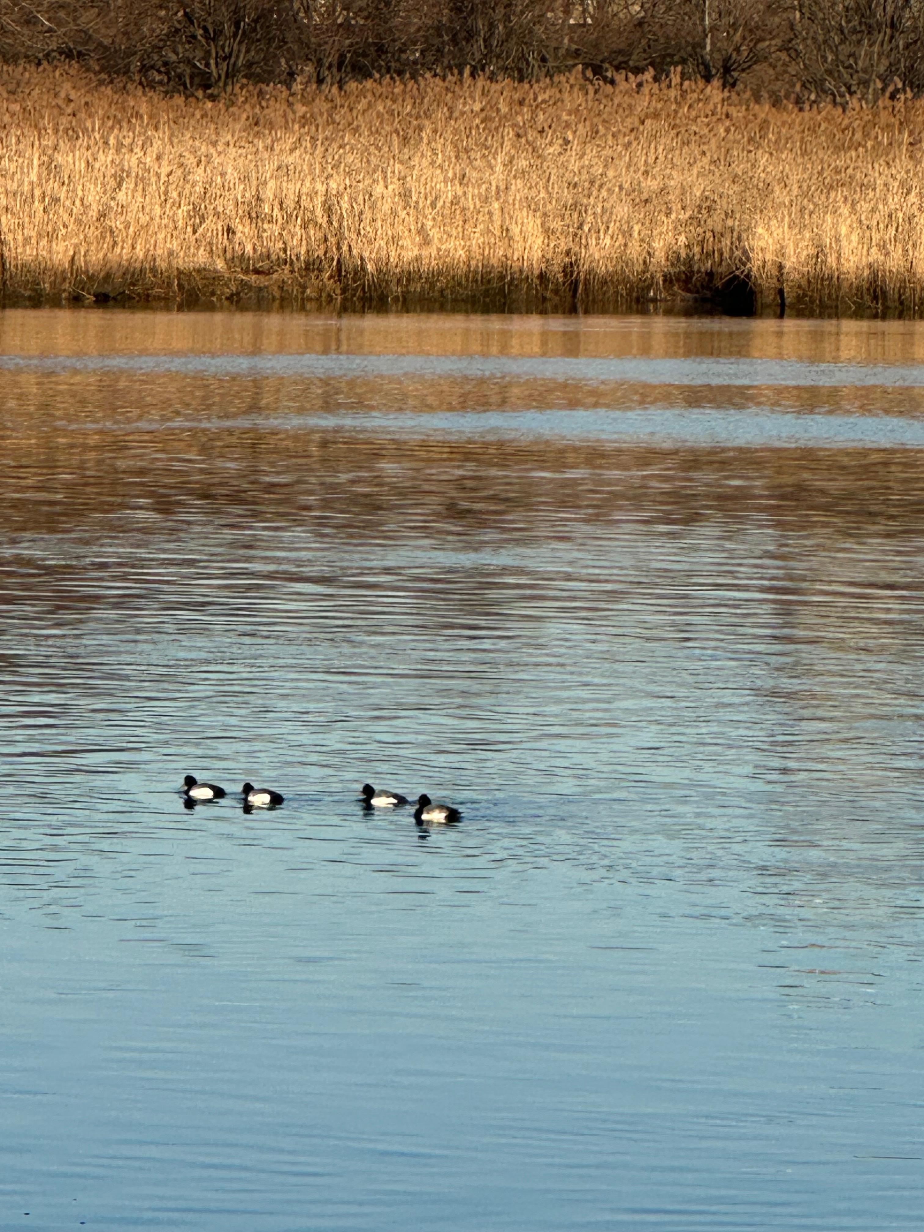 View of Hackensack river 