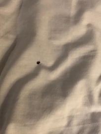 Bed Bugs