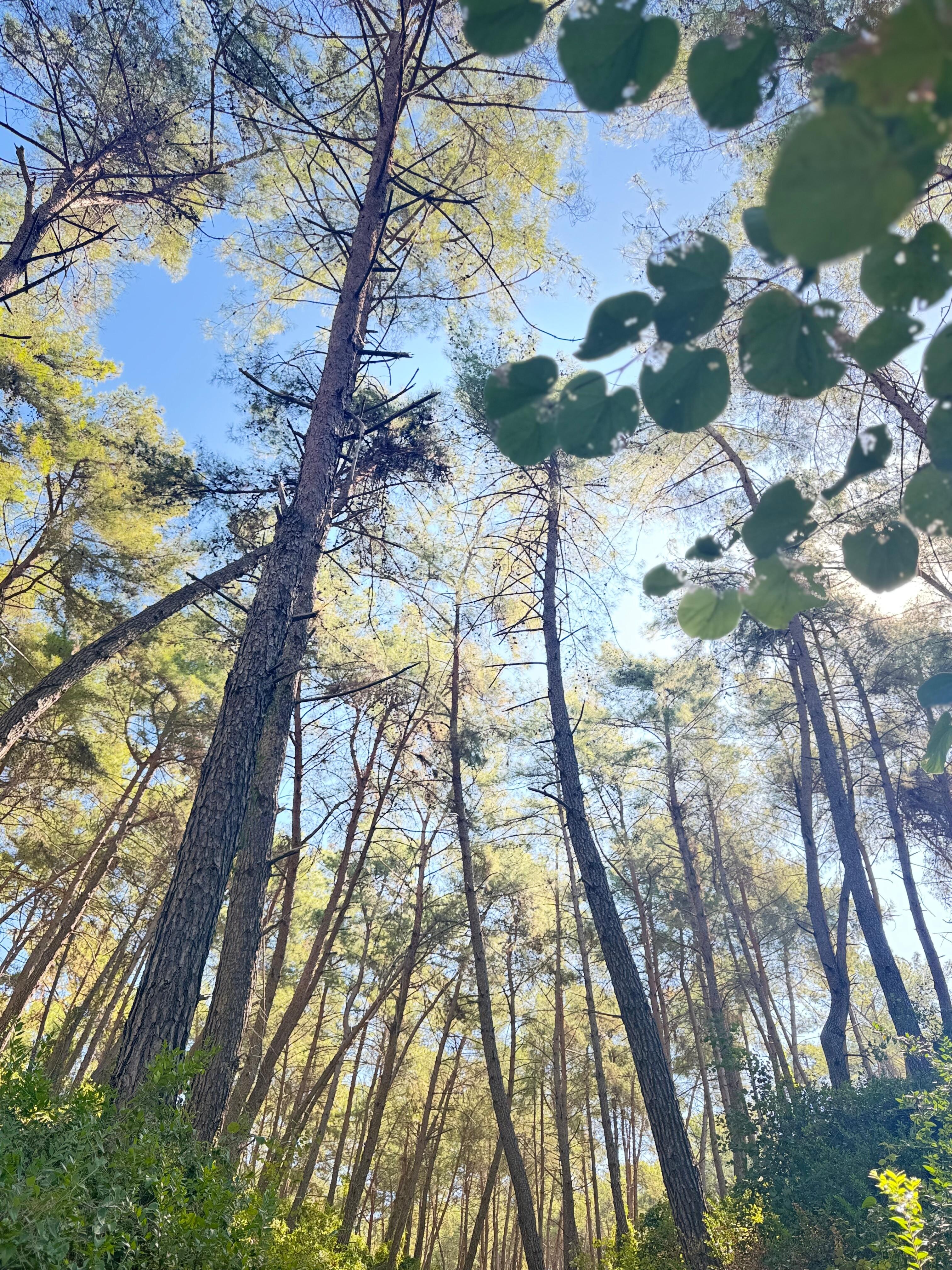 Doğa ile içiçe orman gezisinde böğürtlen yiyebilirsiniz