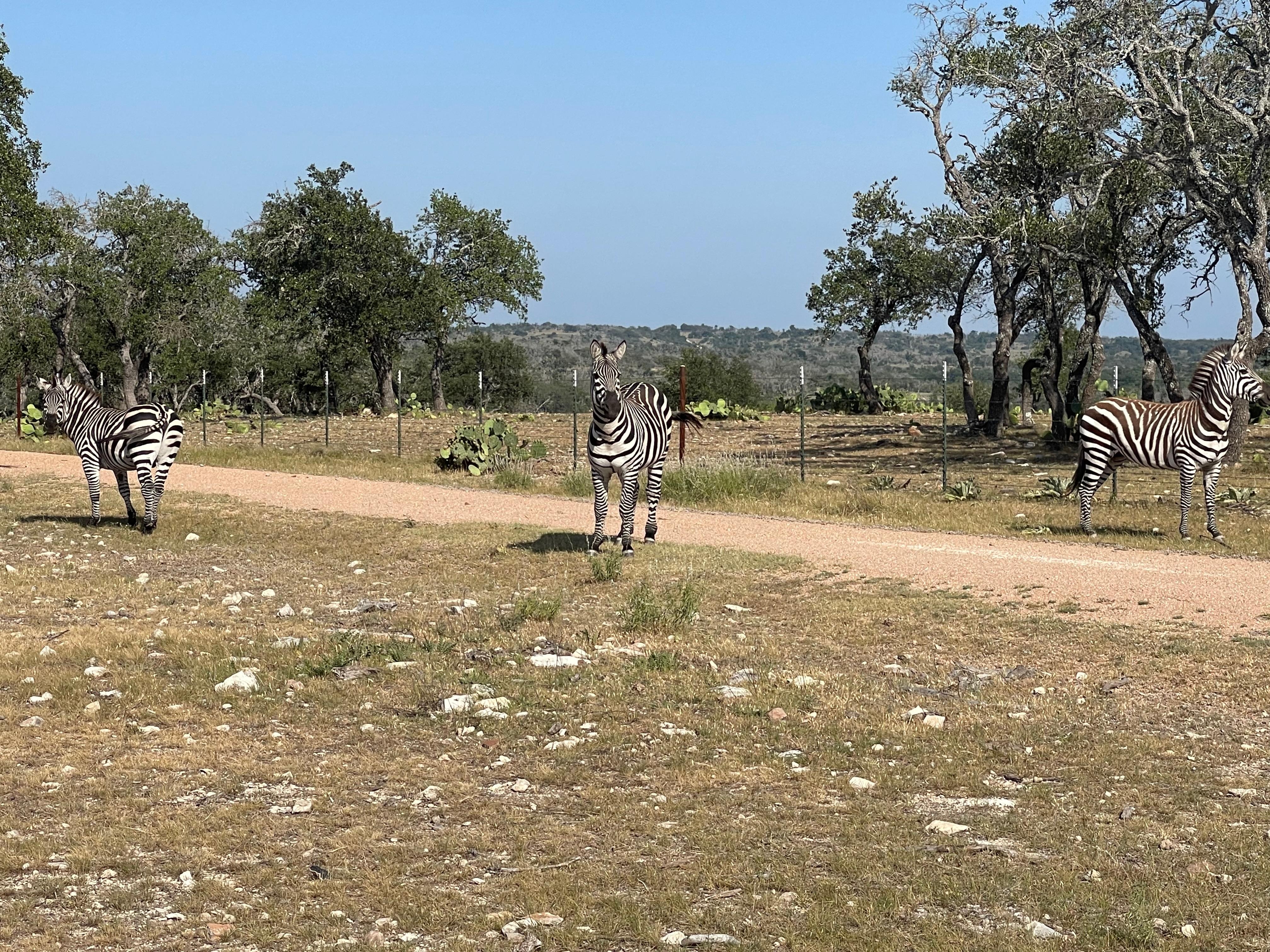 Loved seeing the zebras on the property. 💙