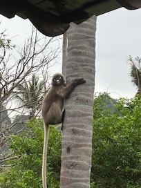 Taken from our Balcony