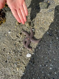 Big starfish!