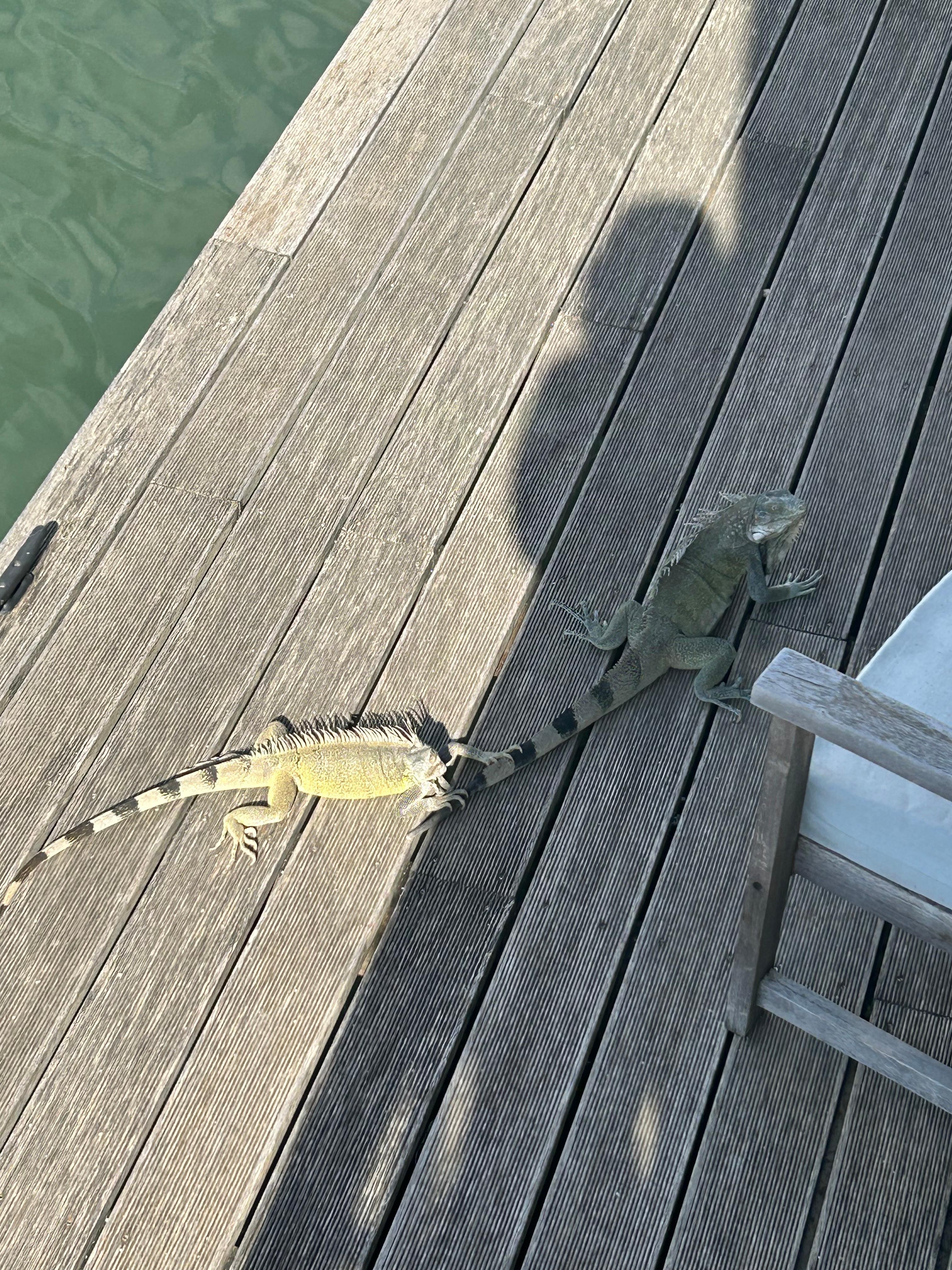Iguanas on the lower deck. Not a bother. Fun to watch. 