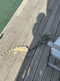 Iguanas on the lower deck. Not a bother. Fun to watch.