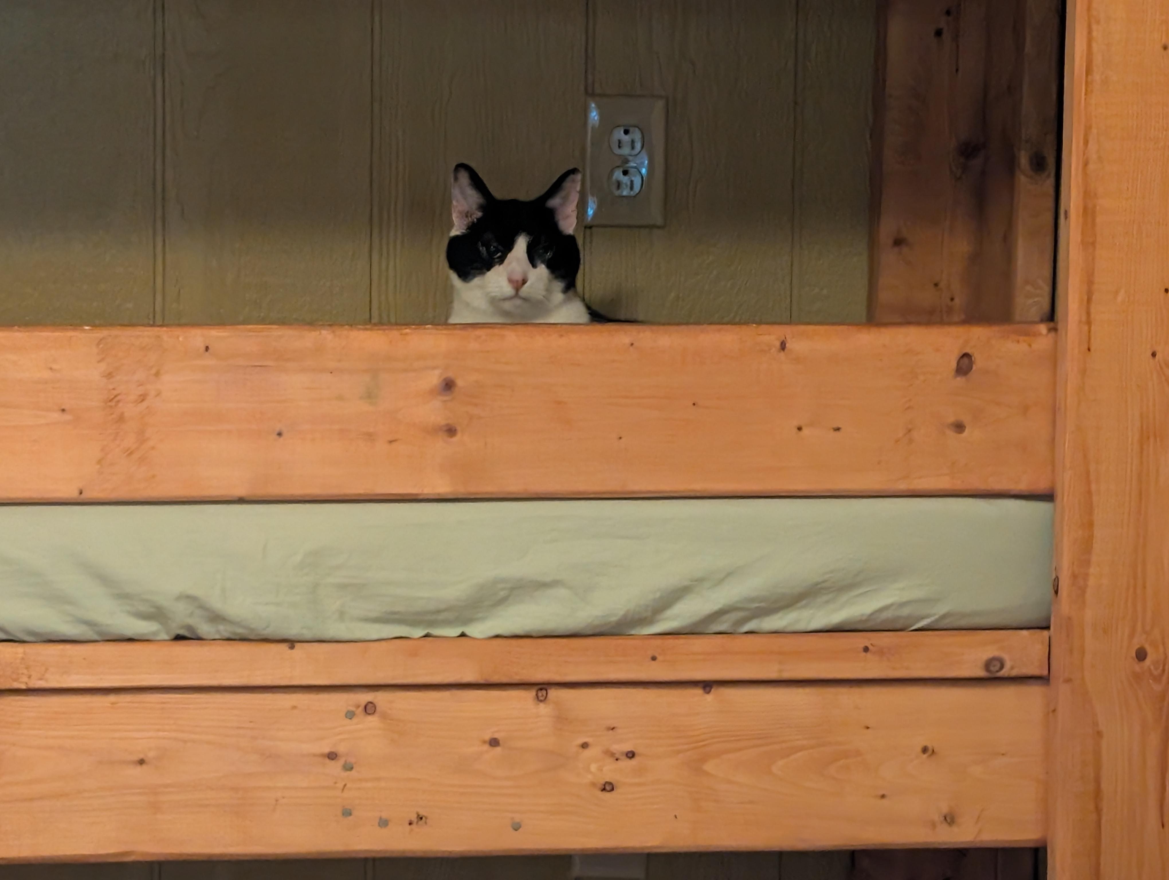 They discovered that the top toddler bunk was perfect for hiding and snoozing. (Ziggy)