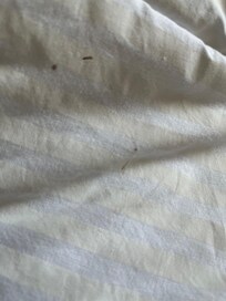 Blood stains