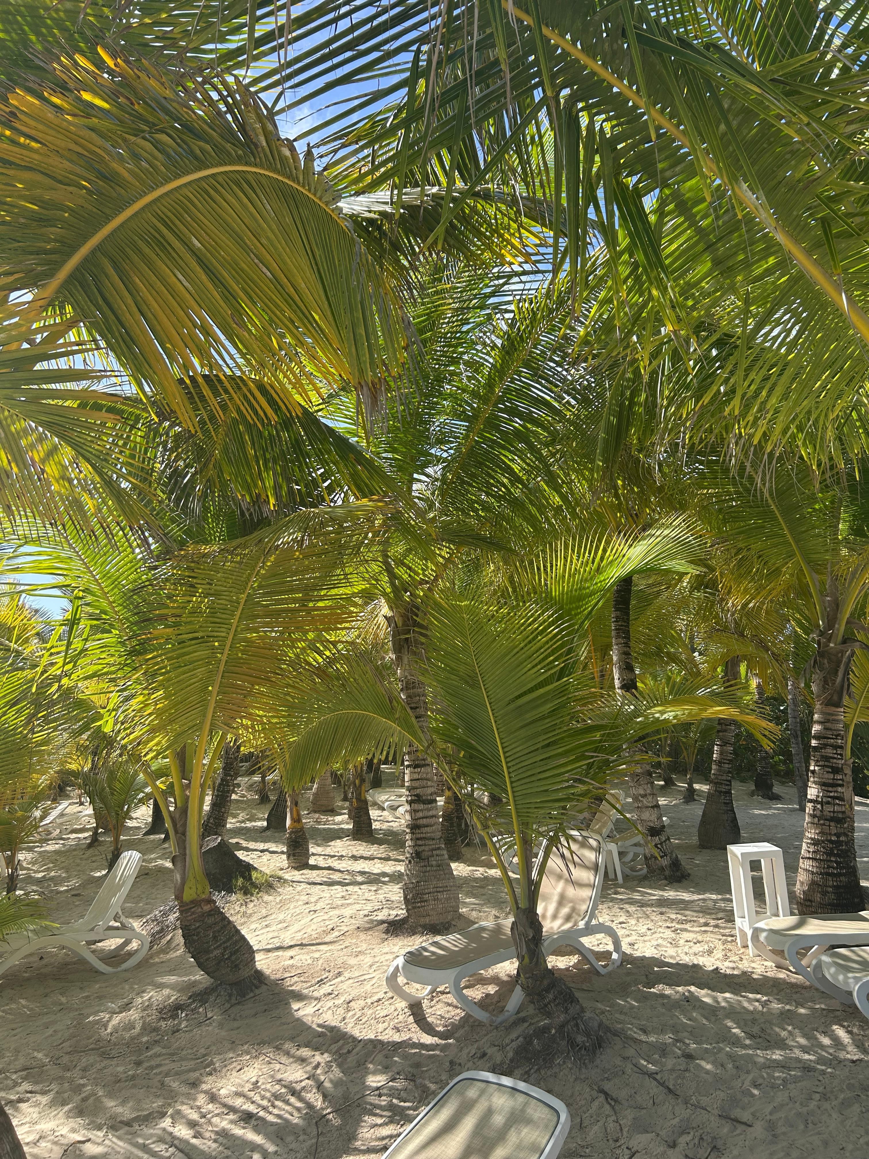 Shaded area near the beach