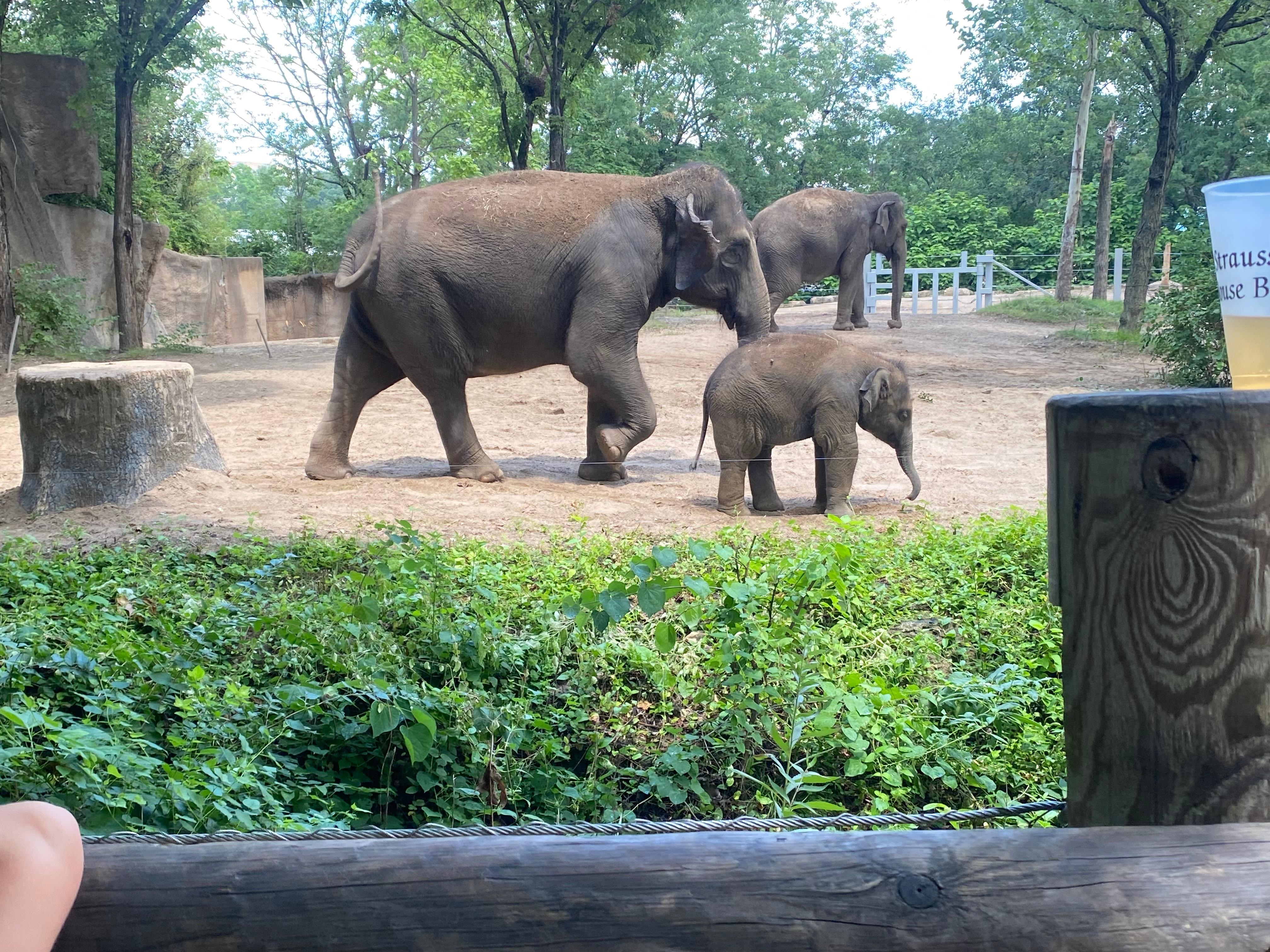Highlight of the trip…seeing baby Jet at the St. Louis Zoo.