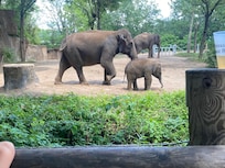 Highlight of the trip…seeing baby Jet at the St. Louis Zoo.
