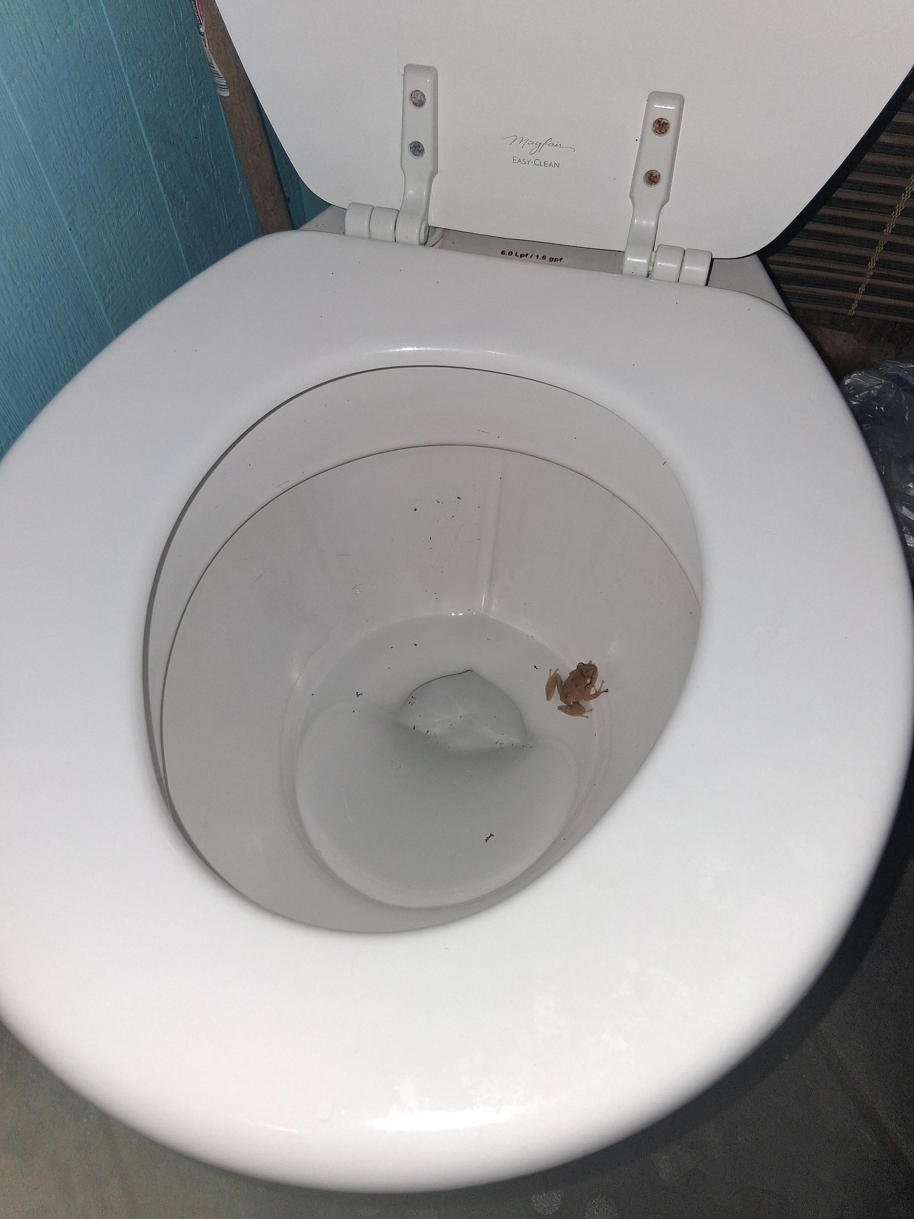 Always wildlife in toilet
