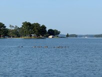 Geese on a break as they were passing through