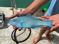 Parrot fish