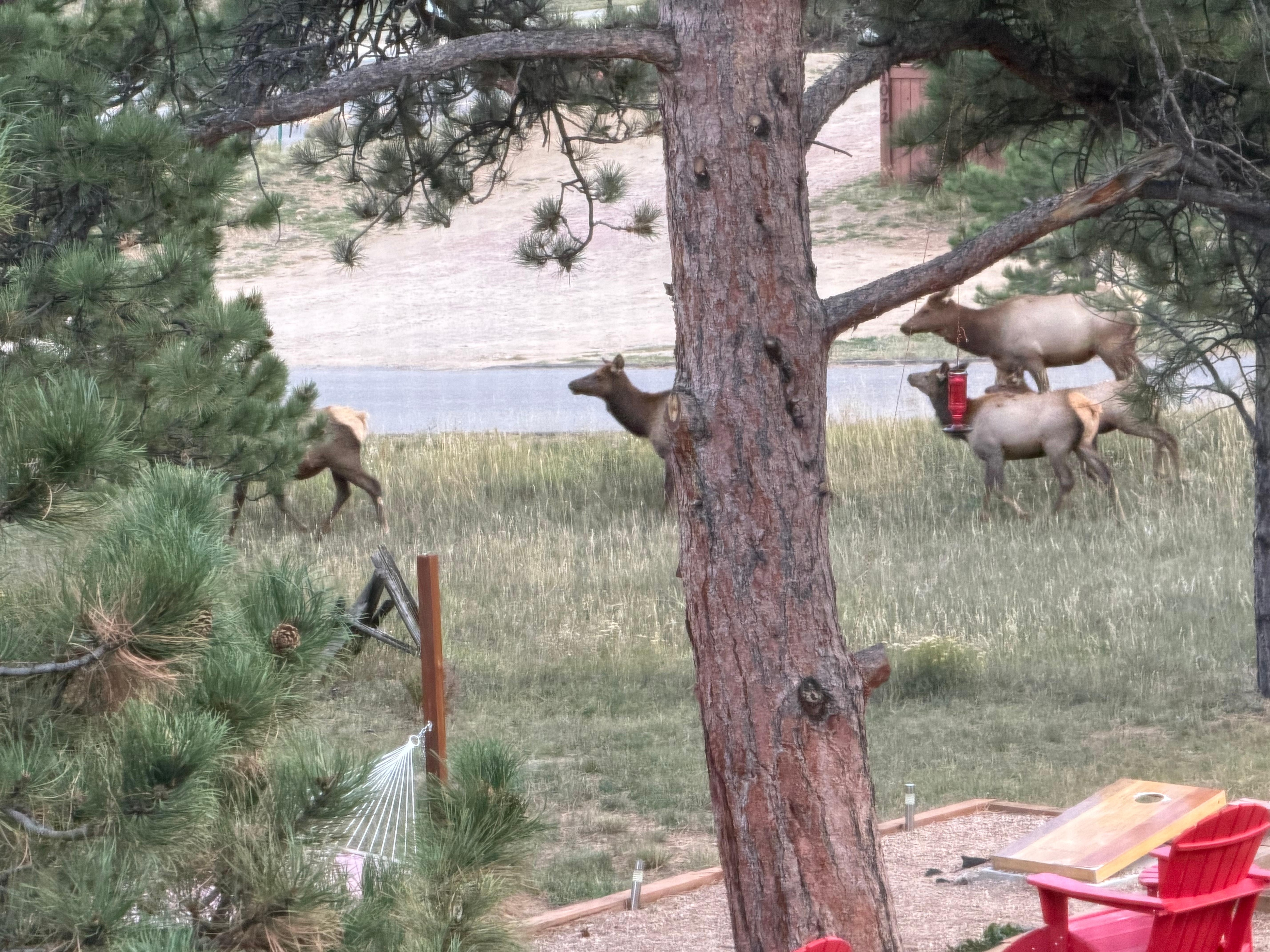 Elk were EVERYWHERE (early October).  This herd walked past our window several times during our stay.