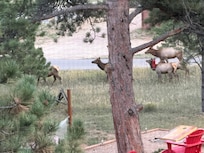 Elk were EVERYWHERE (early October). This herd walked past our window several times during our stay.