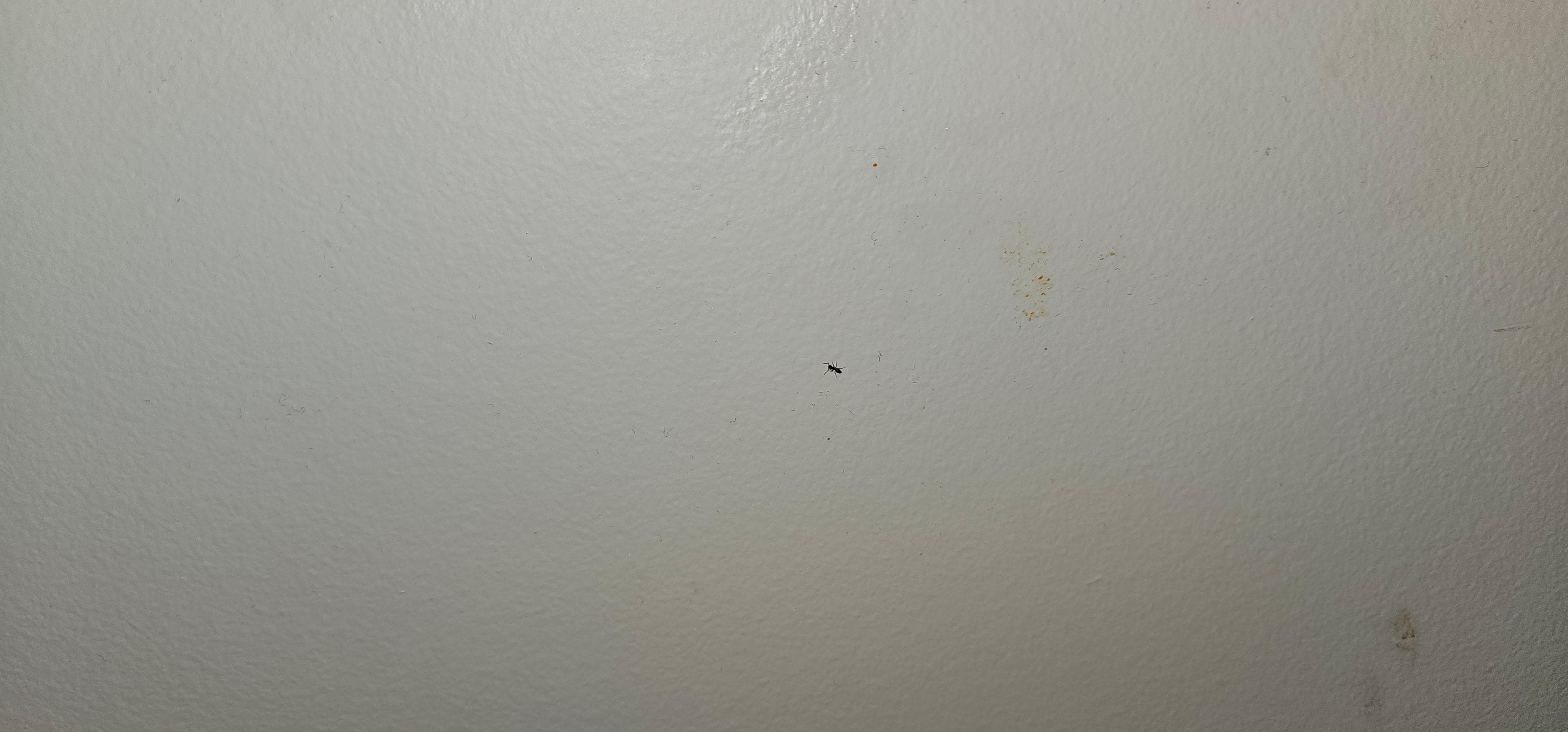 Odd stains on walls. Small black dots are ants. There were a lot more than I took pictures of