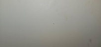 Odd stains on walls. Small black dots are ants. There were a lot more than I took pictures of