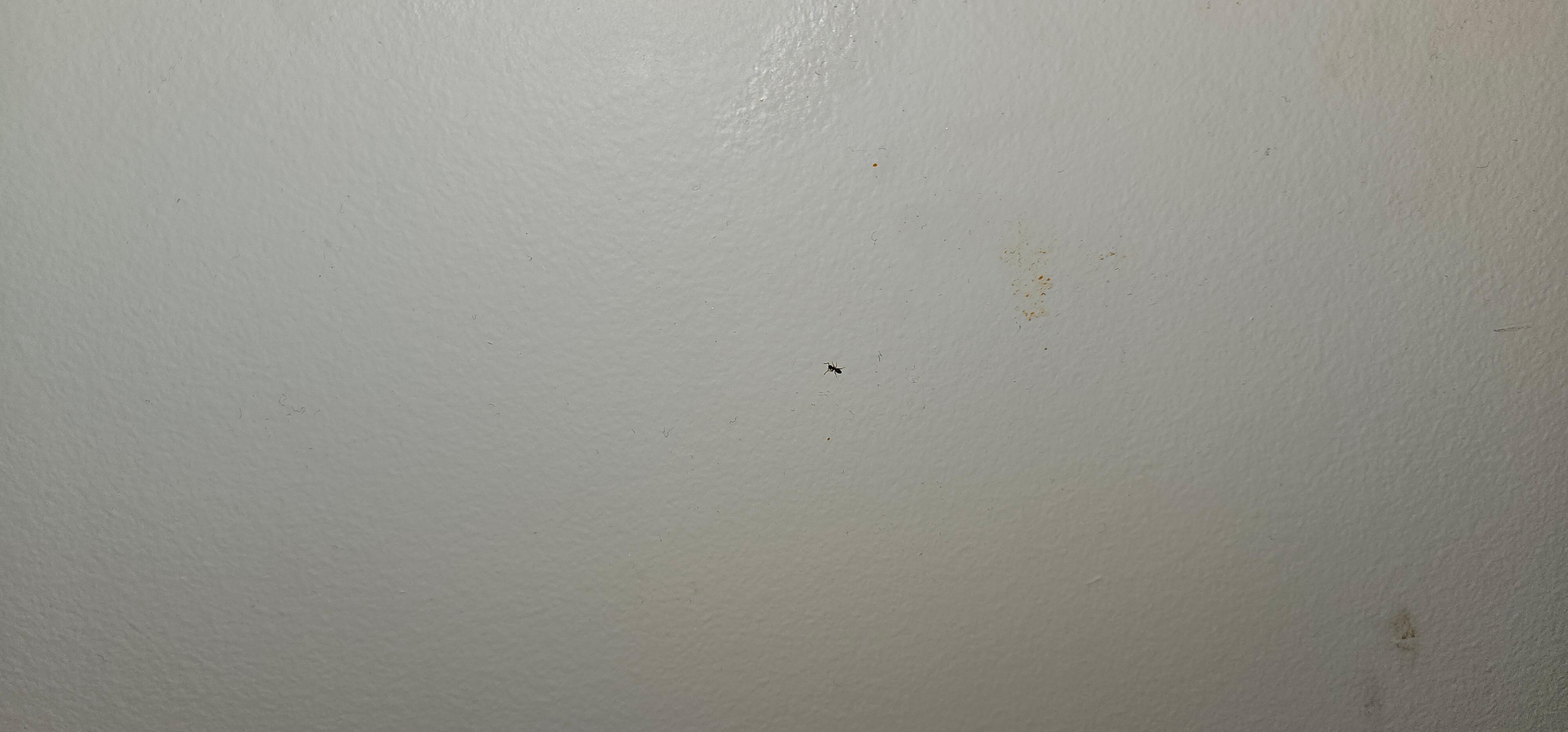Odd stains on walls. Small black dots are ants. There were a lot more than I took pictures of