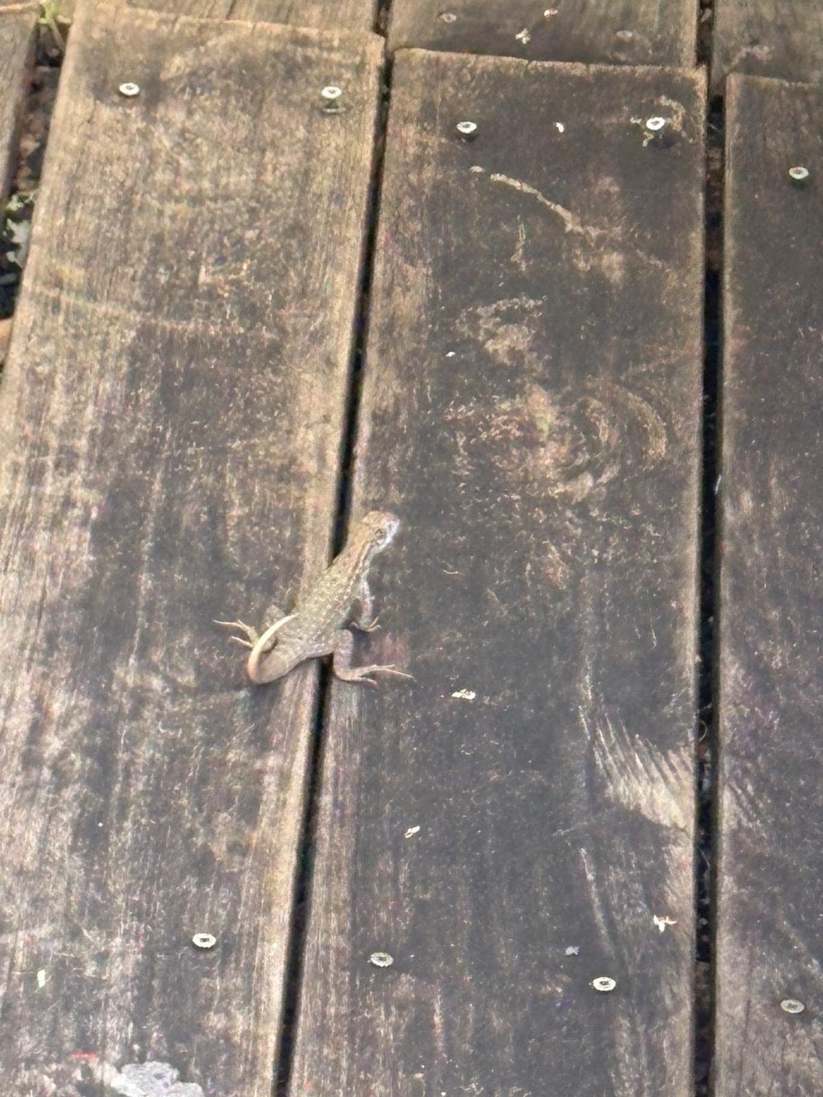 Lizard all over the premises  