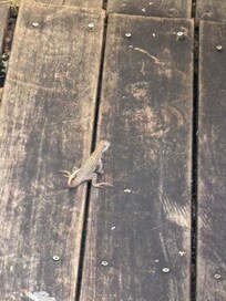 Lizard all over the premises
