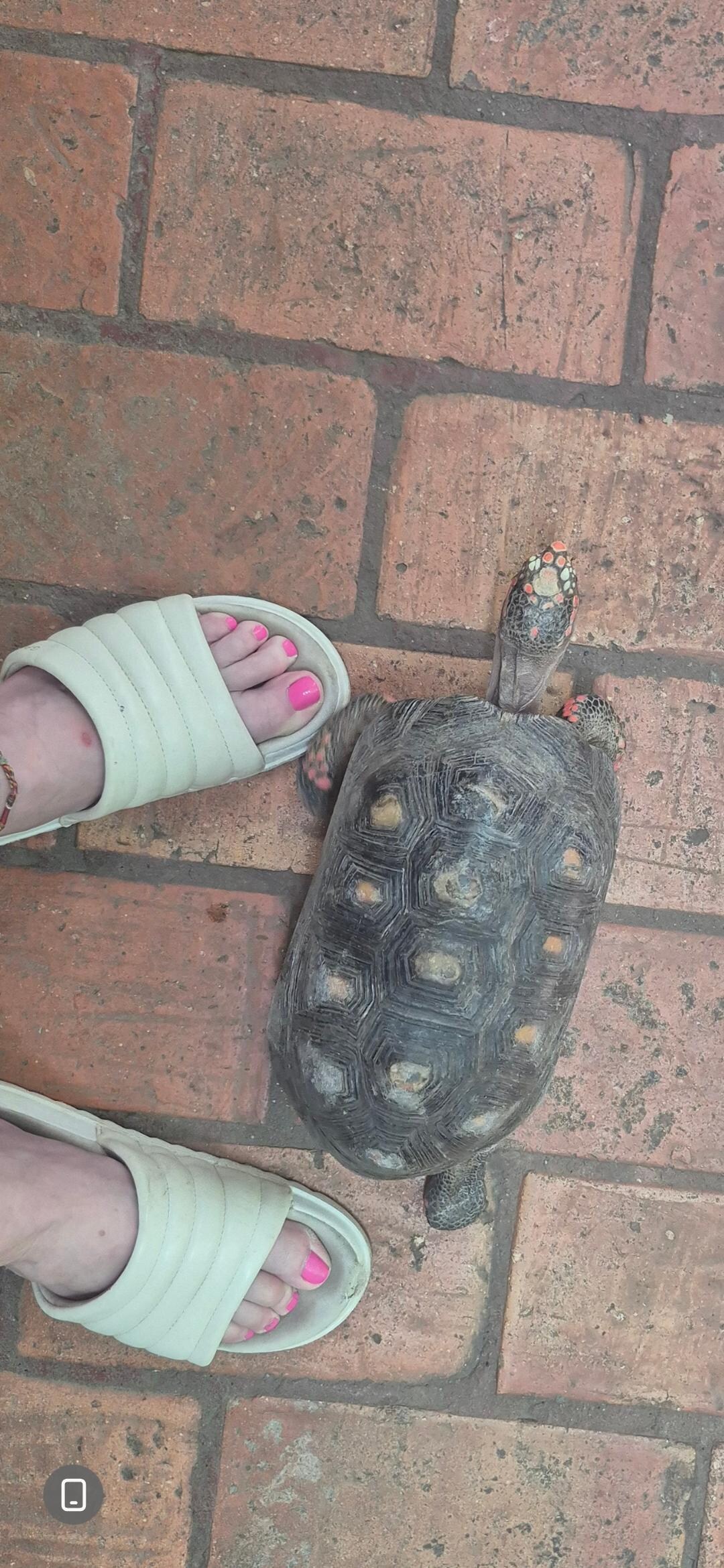 Resident Tortoise friend