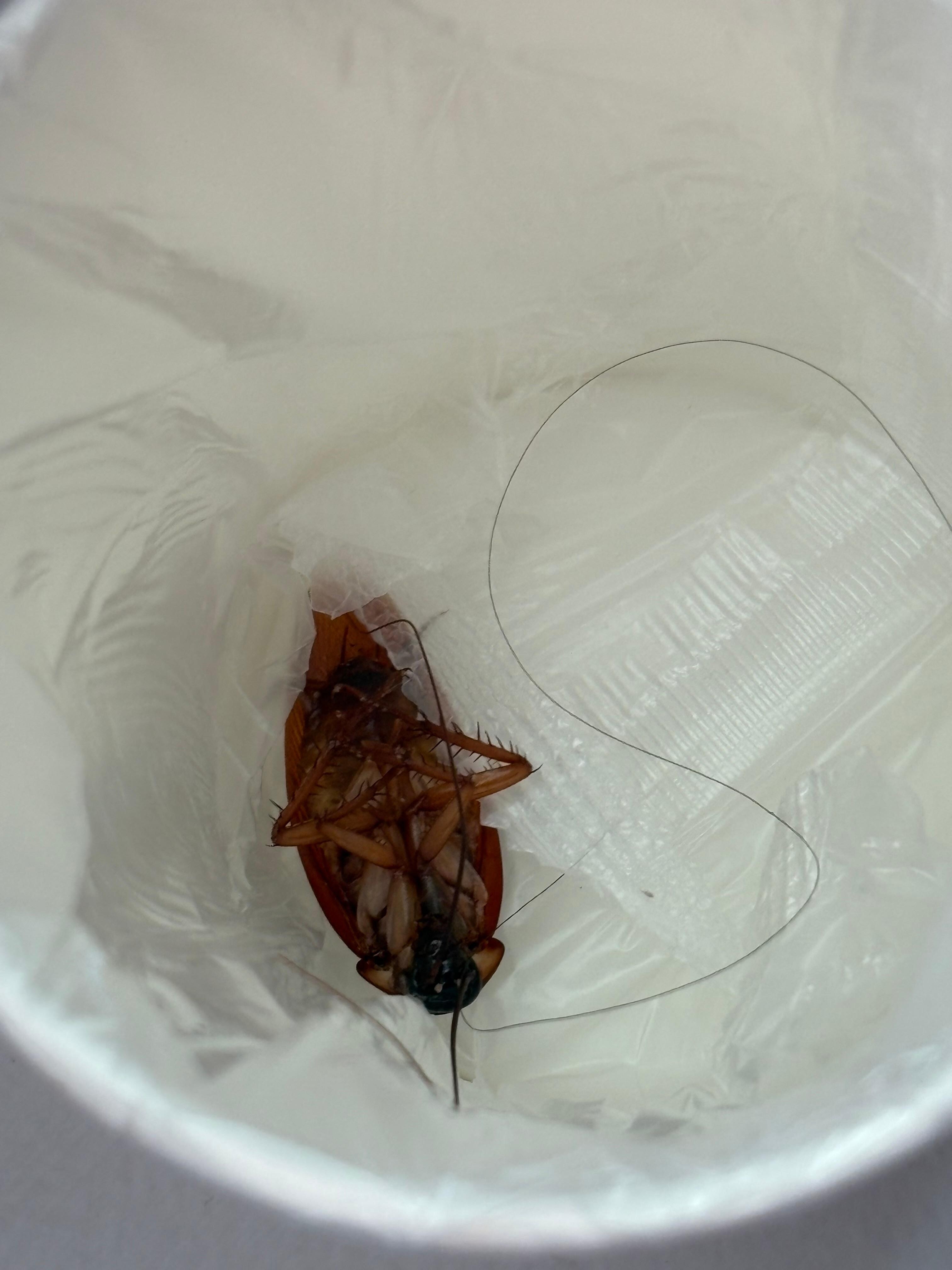 Cockroach right there at the fridge. Pictures included and handed front staff the cockroach I just had to kill in their cups and she just said 10% discount. 
Called manager and been 9 hours but no call back. 
We were on 9th floor, room 914…physically