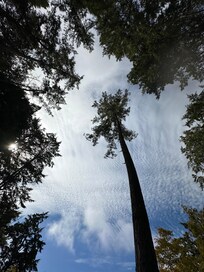 View from the hammock.