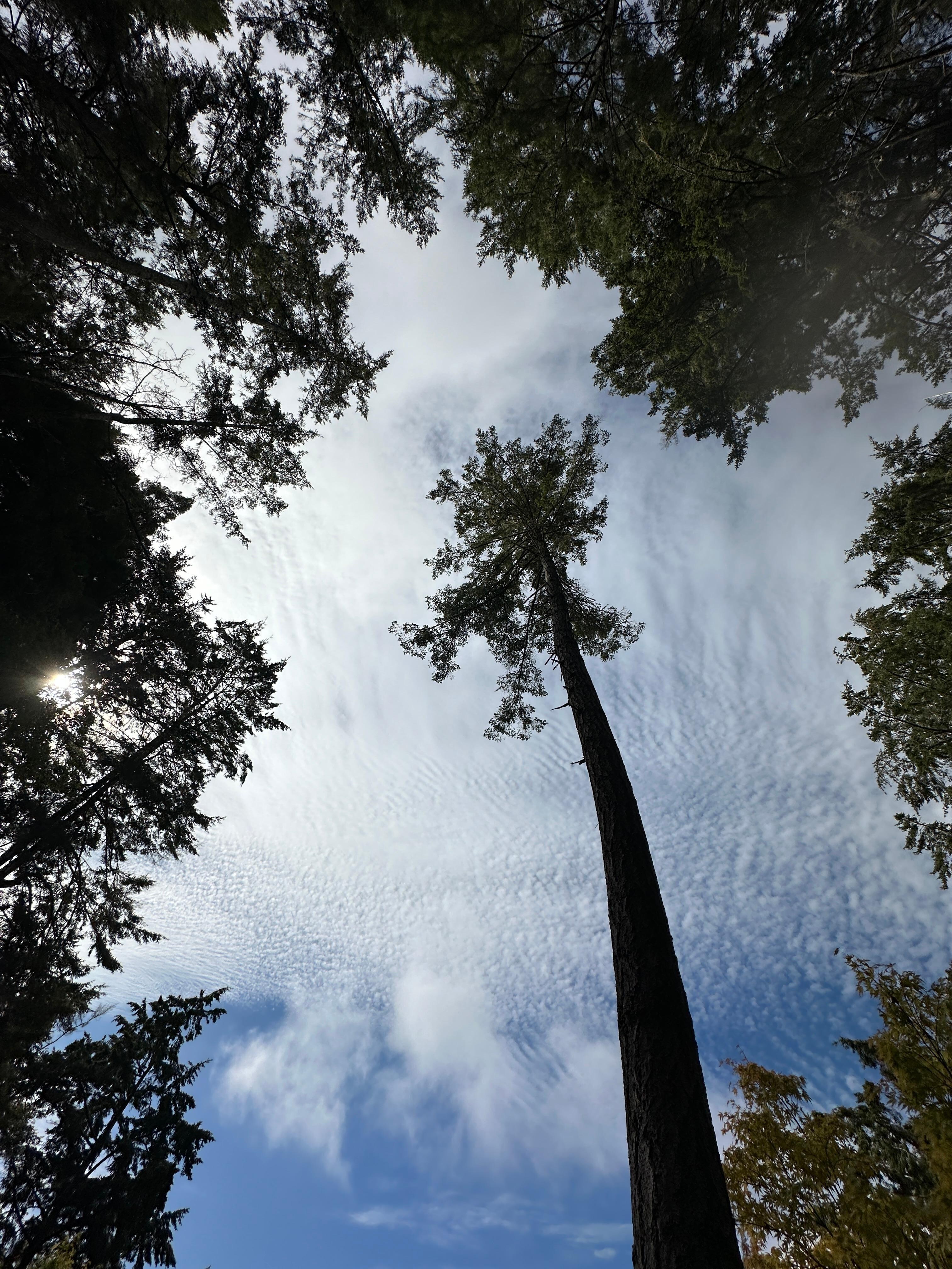 View from the hammock. 