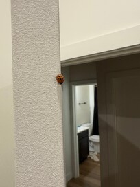 These beetles were all throughout the house.