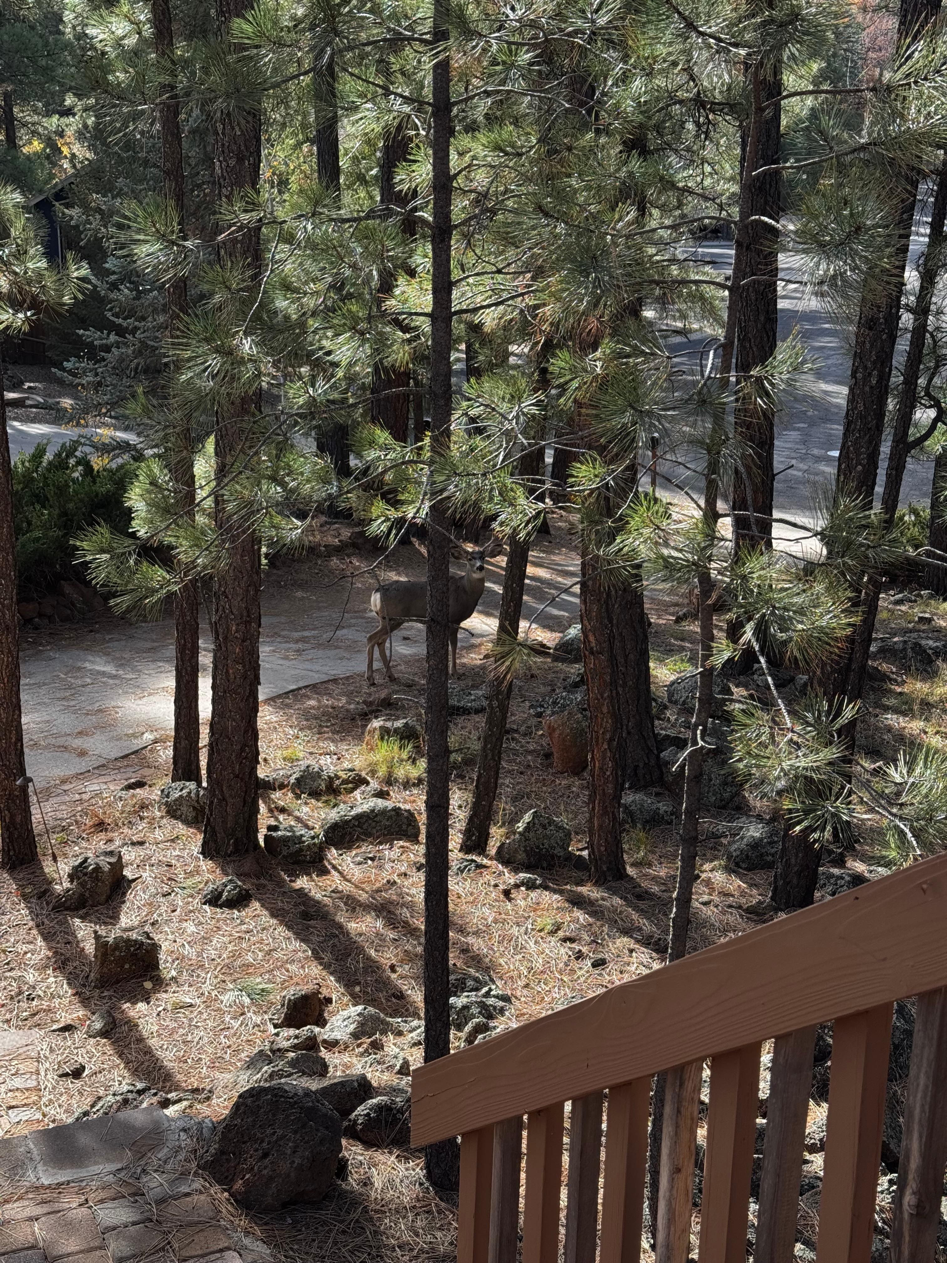 Nice view of Deer visiting outside the front door. 