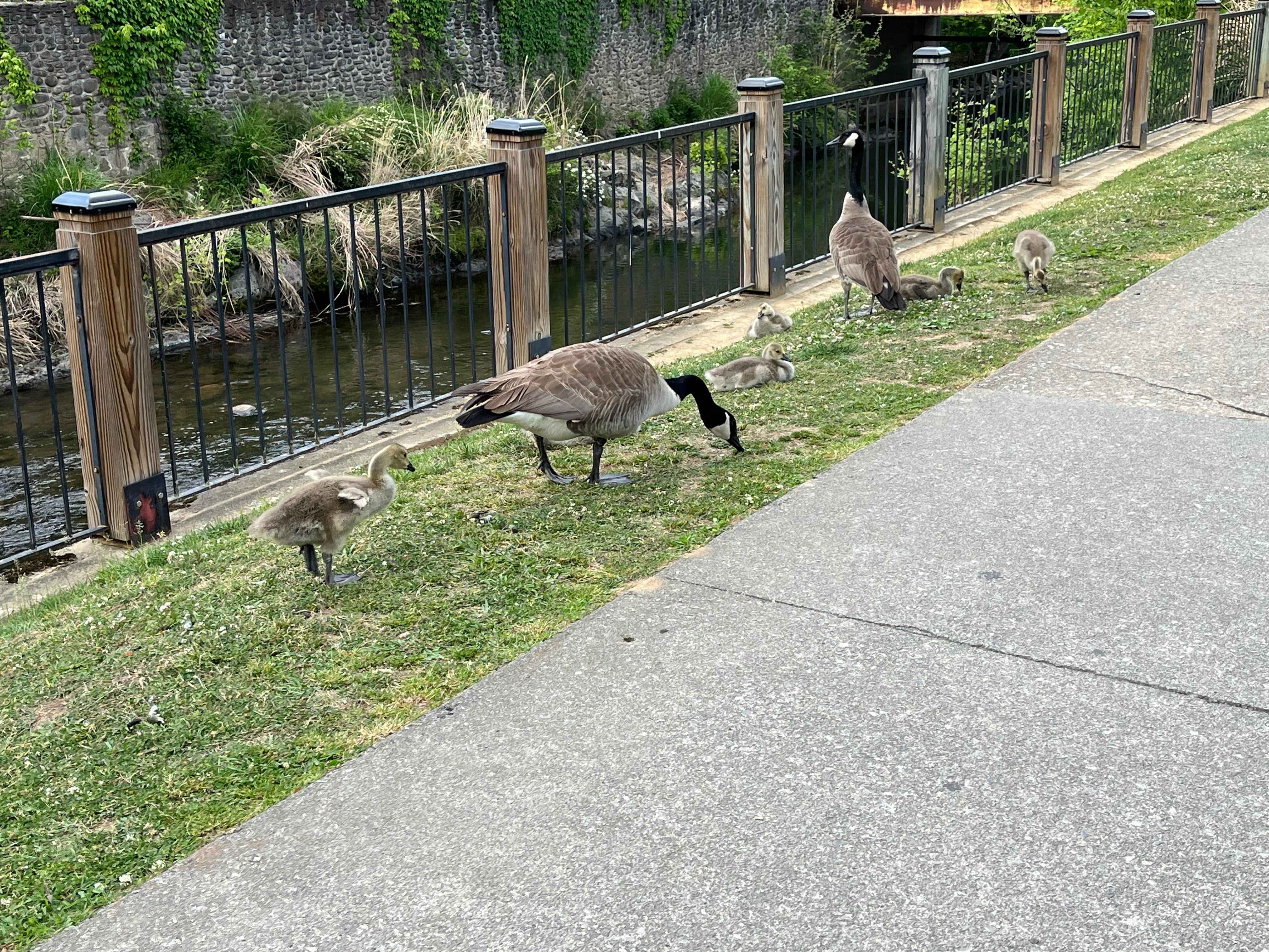 Geese in Gatlinburg