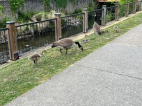 Geese in Gatlinburg