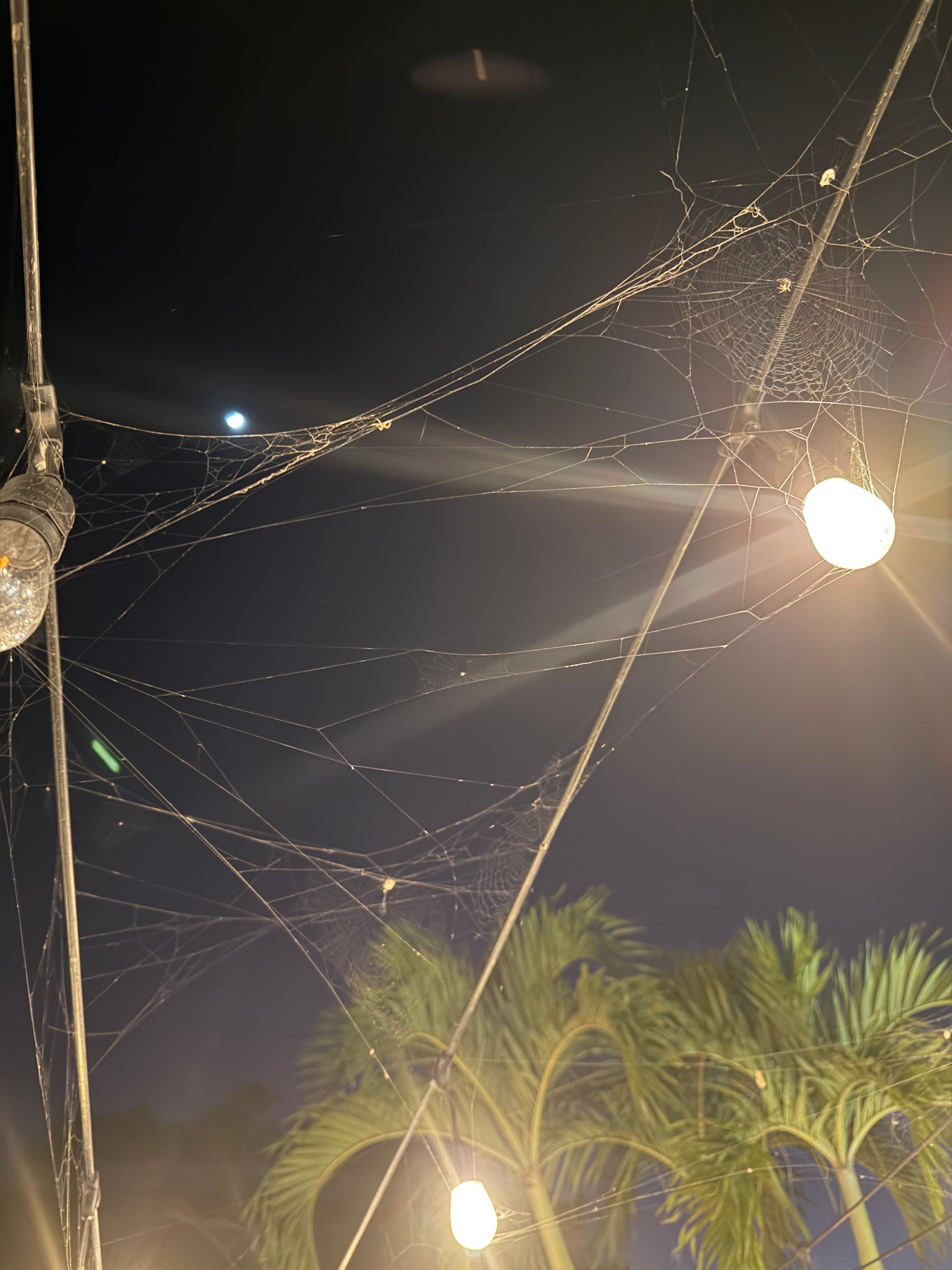 spider webs on the main terrace