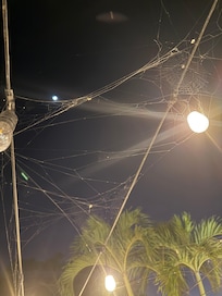 spider webs on the main terrace