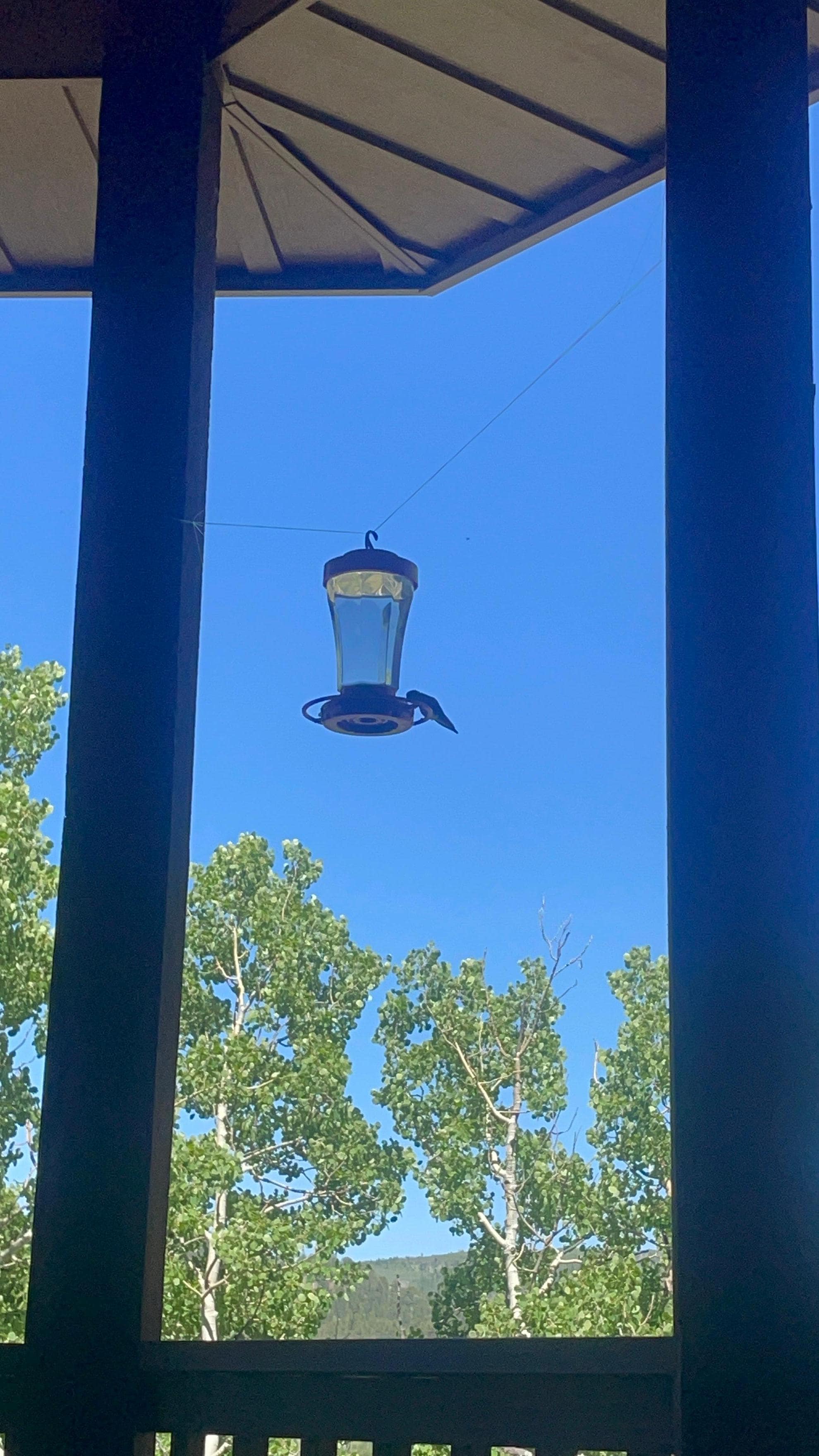 Loved our daily hummingbird visits!