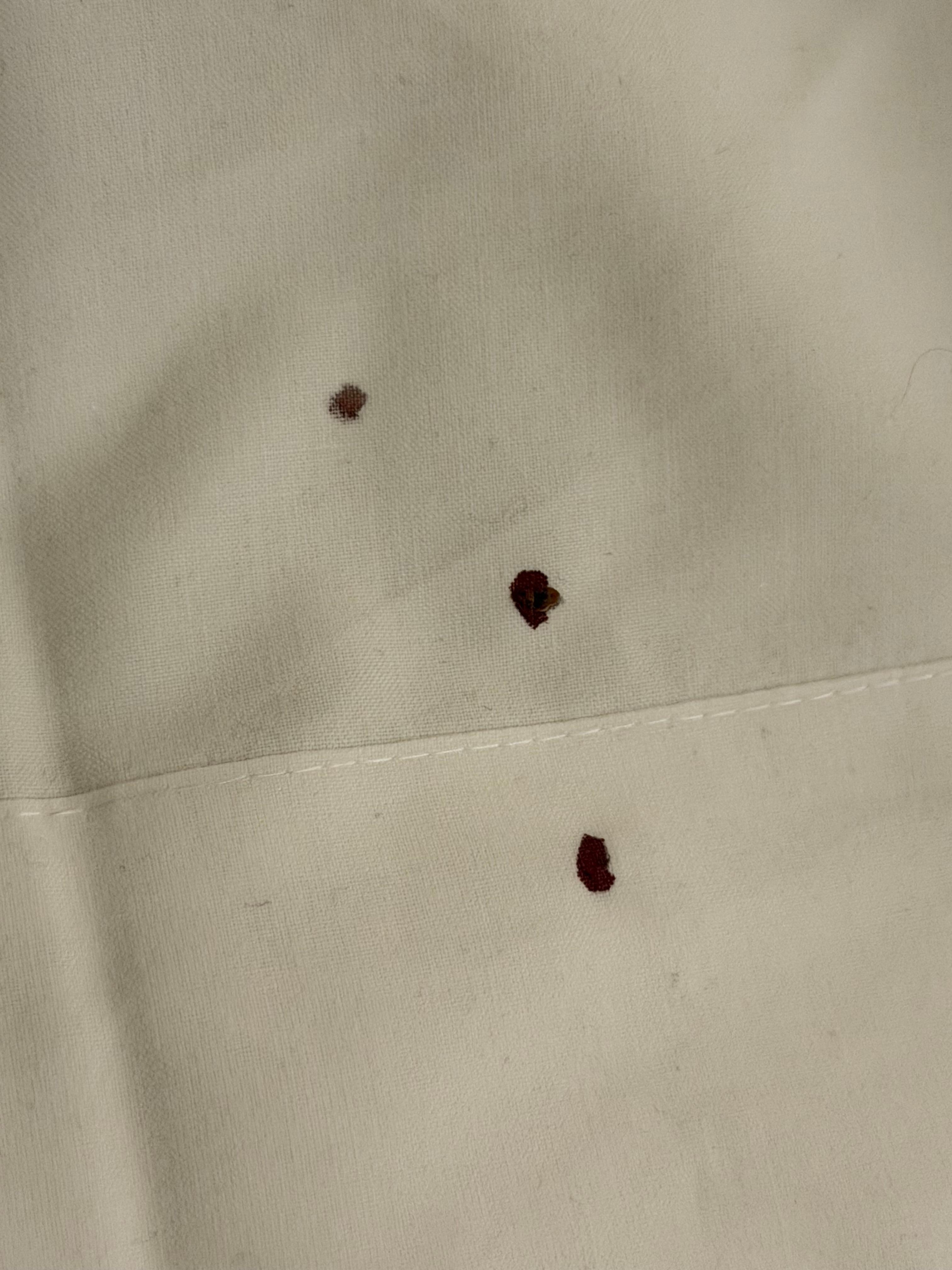 Al aplastar la chinche le salió sangre, ya estaba dormida