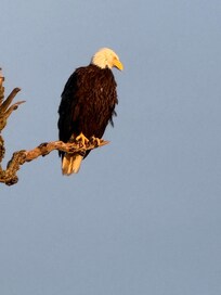 Eagle, bunnies and more