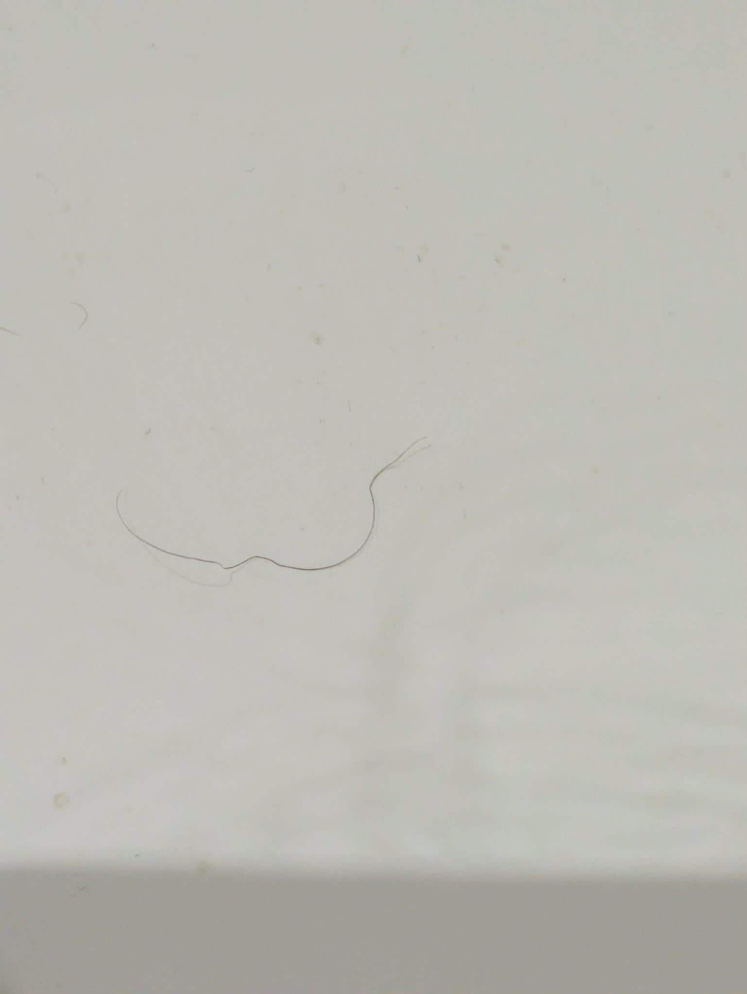 Hairs in bathtub 