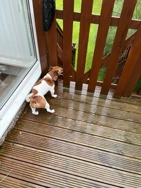 My little dog loved the garden.