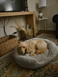 Gingerbread enjoyed her stay as well. 😊relaxing and very comfortable.