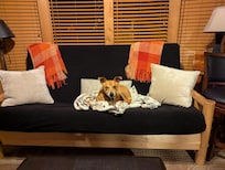 Our dog liked it in Tahoe. :-)